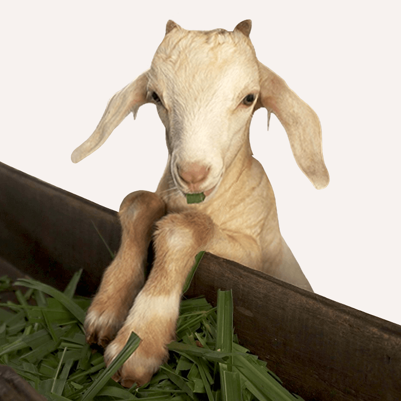 Happy Farm’s Goat